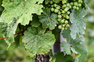 Sick vine grape leaves infected with mildew fungal disease with white and brown spots