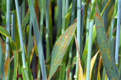 Stem rust, also known as cereal rust, black rust, red rust or red dust, is caused by the fungus Puccinia graminis, which causes significant disease in cereal crops