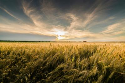 wheat